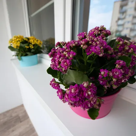 1 Blisko Atlas Areny, Zoo Oraz Orientarium Apartment *