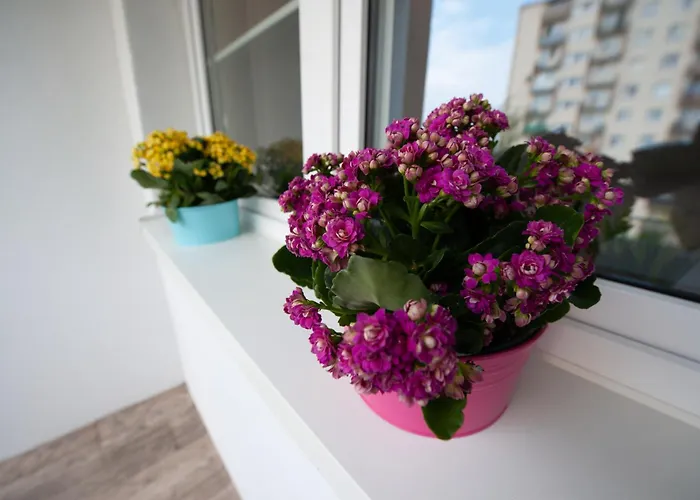 1 Blisko Atlas Areny, Zoo Oraz Orientarium Appartement *